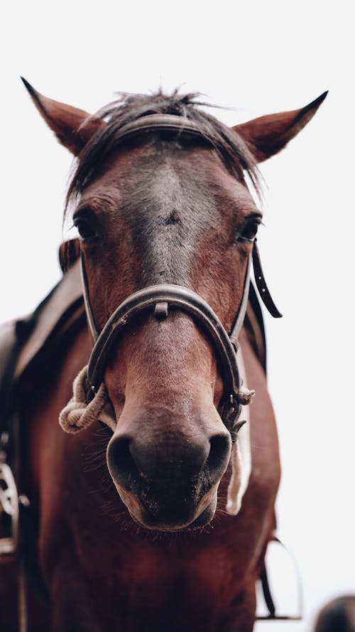 Gratis stockfoto met detailopname, dierenfotografie, huisdier