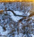 Brown Leafless Trees