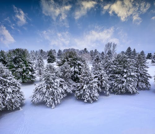 Základová fotografie zdarma na téma borovice, chladné počasí, stromy