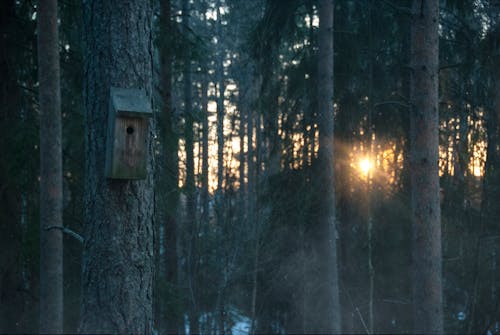 Gratis lagerfoto af fuglehus, sollys, træer Lagerfoto