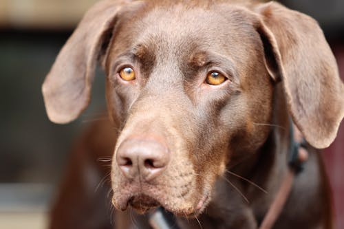 Free Labrador Retriever Puppy in Close Up Photography Stock Photo