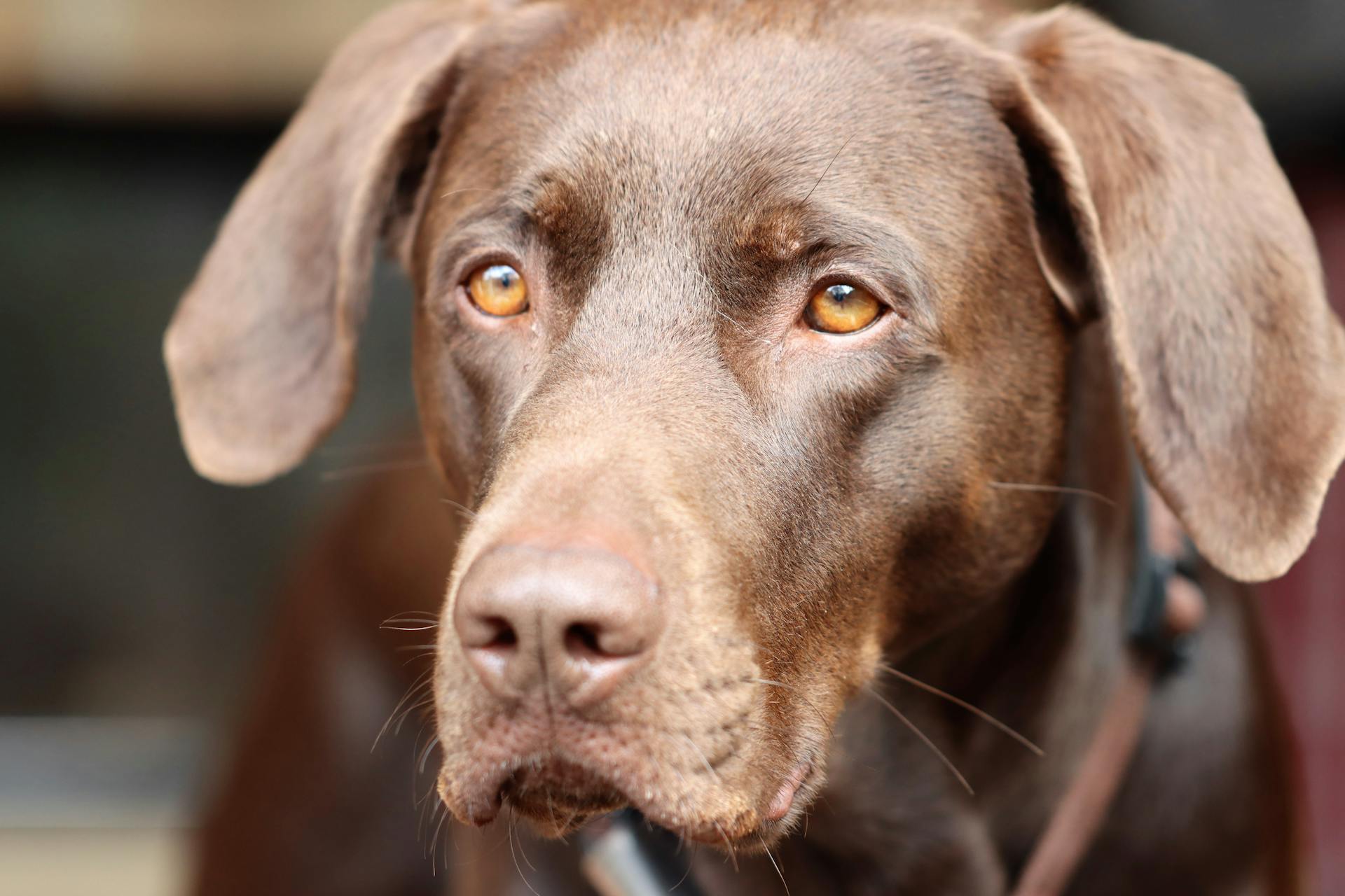 Labradorhunden i närbilder