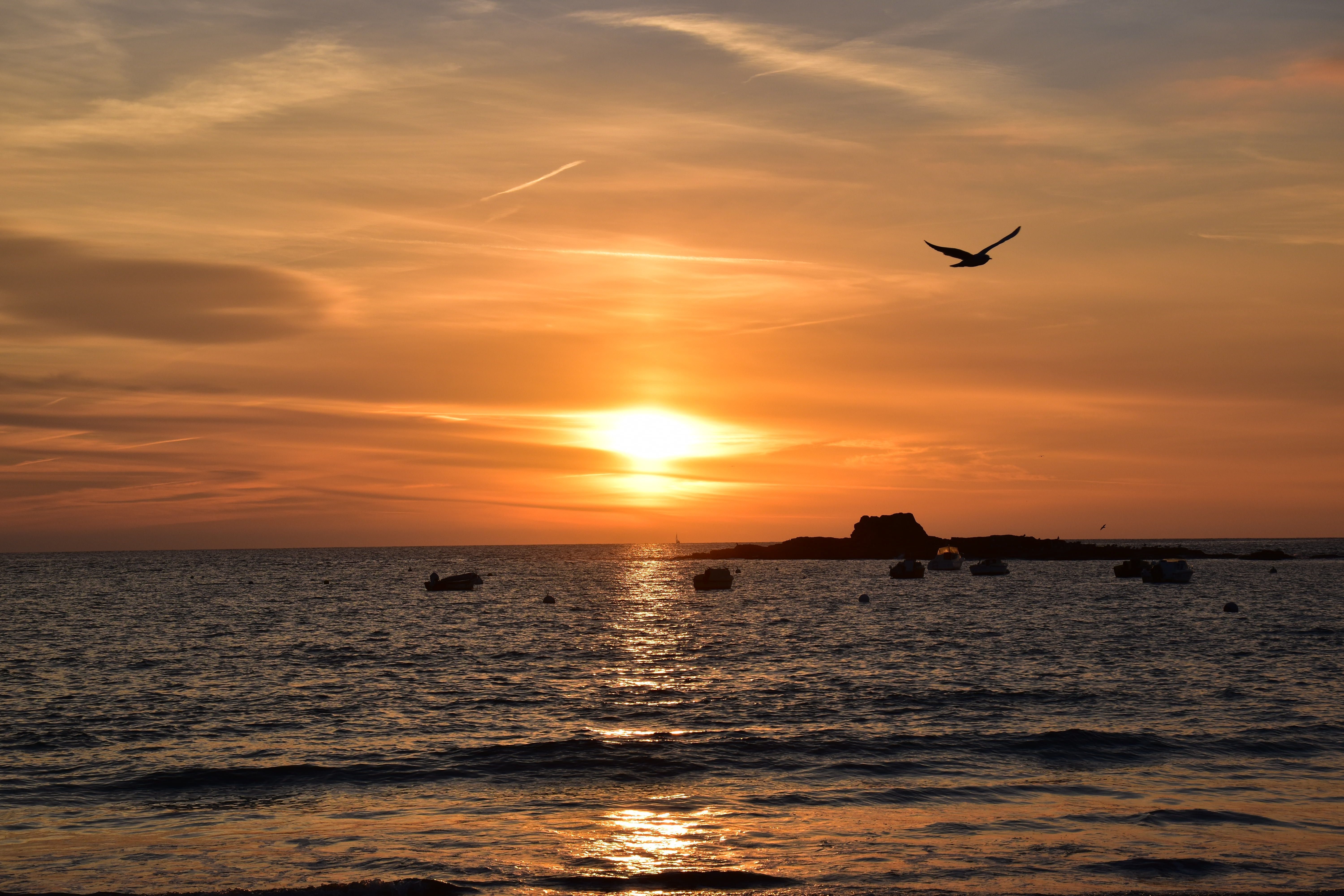 Bird Flying over the Sea during Sunset · Free Stock Photo
