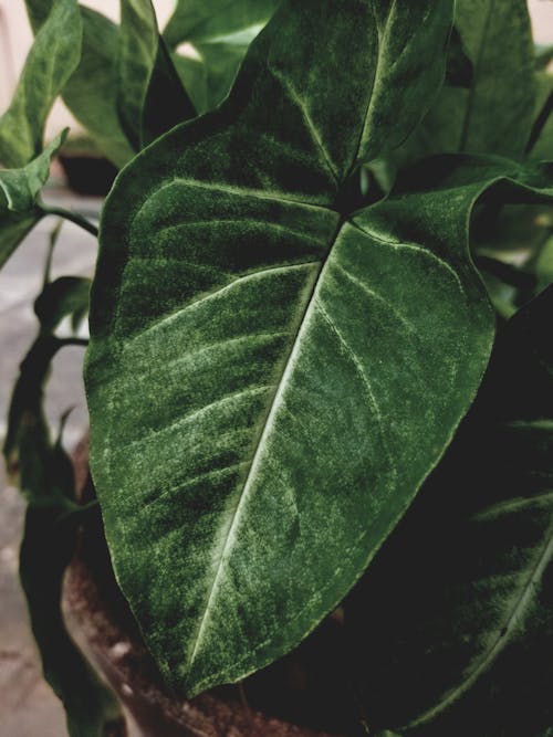 Close Up Shot of a Green Leaf