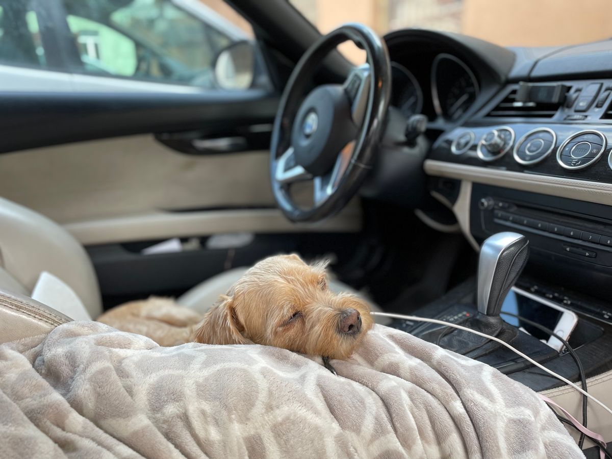 Petit chien au poil dur endormi sur une couverture posée sur le siège passager avant, levier de vitesses à côté