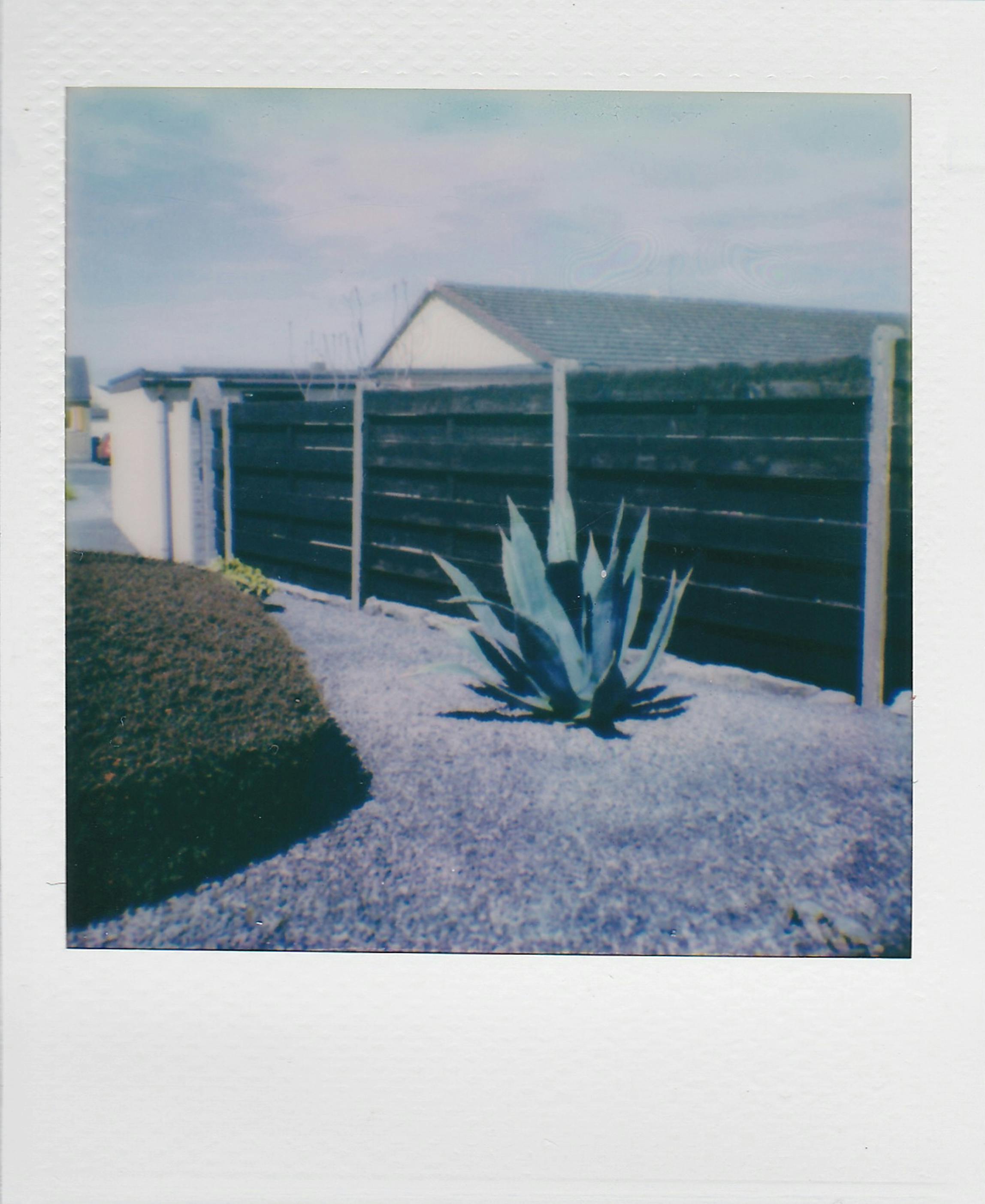 A retro-style instant photo capturing a succulent plant in an outdoor garden setting.