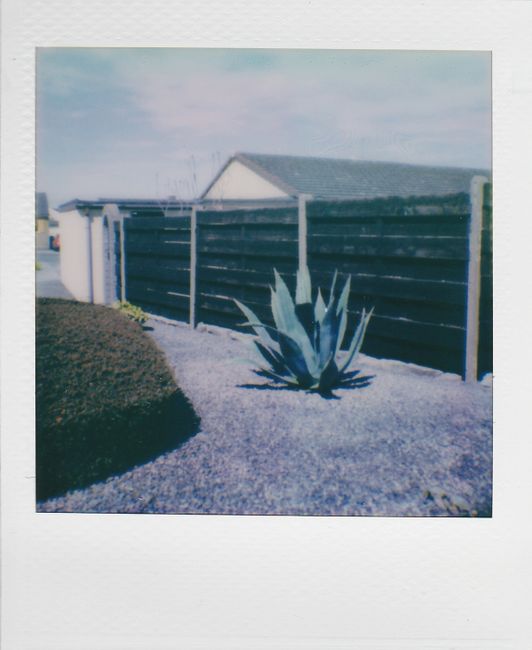 A retro-style instant photo capturing a succulent plant in an outdoor garden setting.