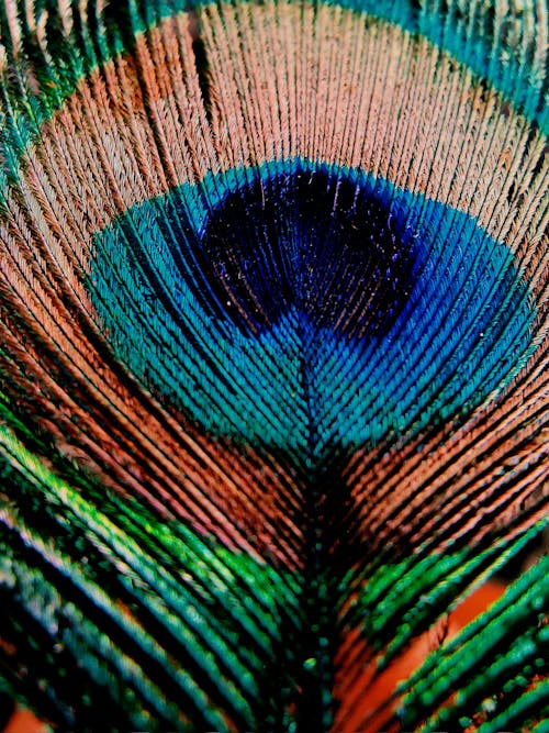 Free Close-Up Shot of a Peacock Feather Stock Photo