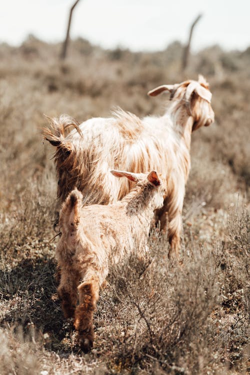 Free Brown Goats Walking on Grassland Stock Photo