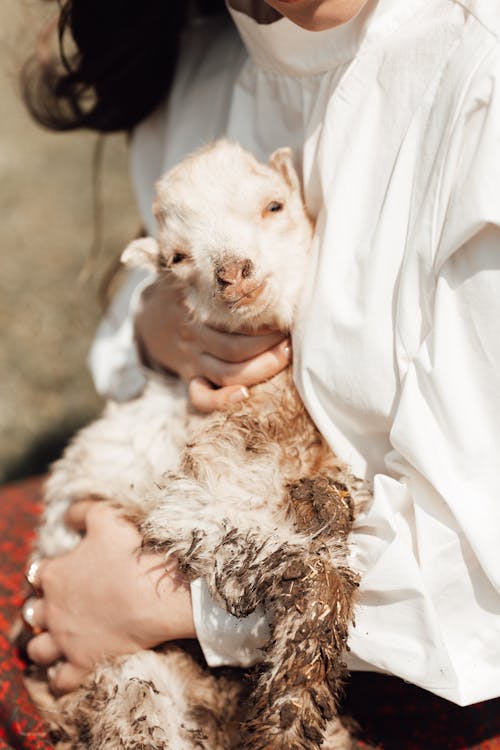 Person Holding White Goat