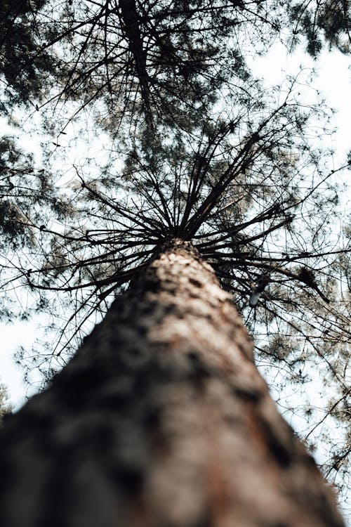 Fotos de stock gratuitas de árbol, bañador, corteza