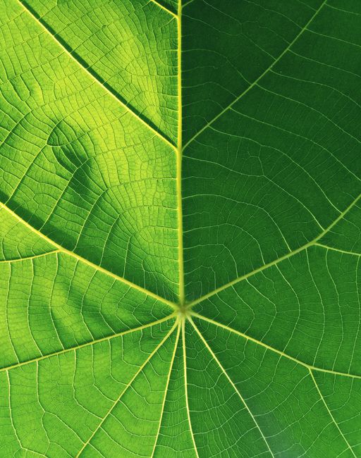 Close-up view of leaf veins showcasing natural patterns and textures.