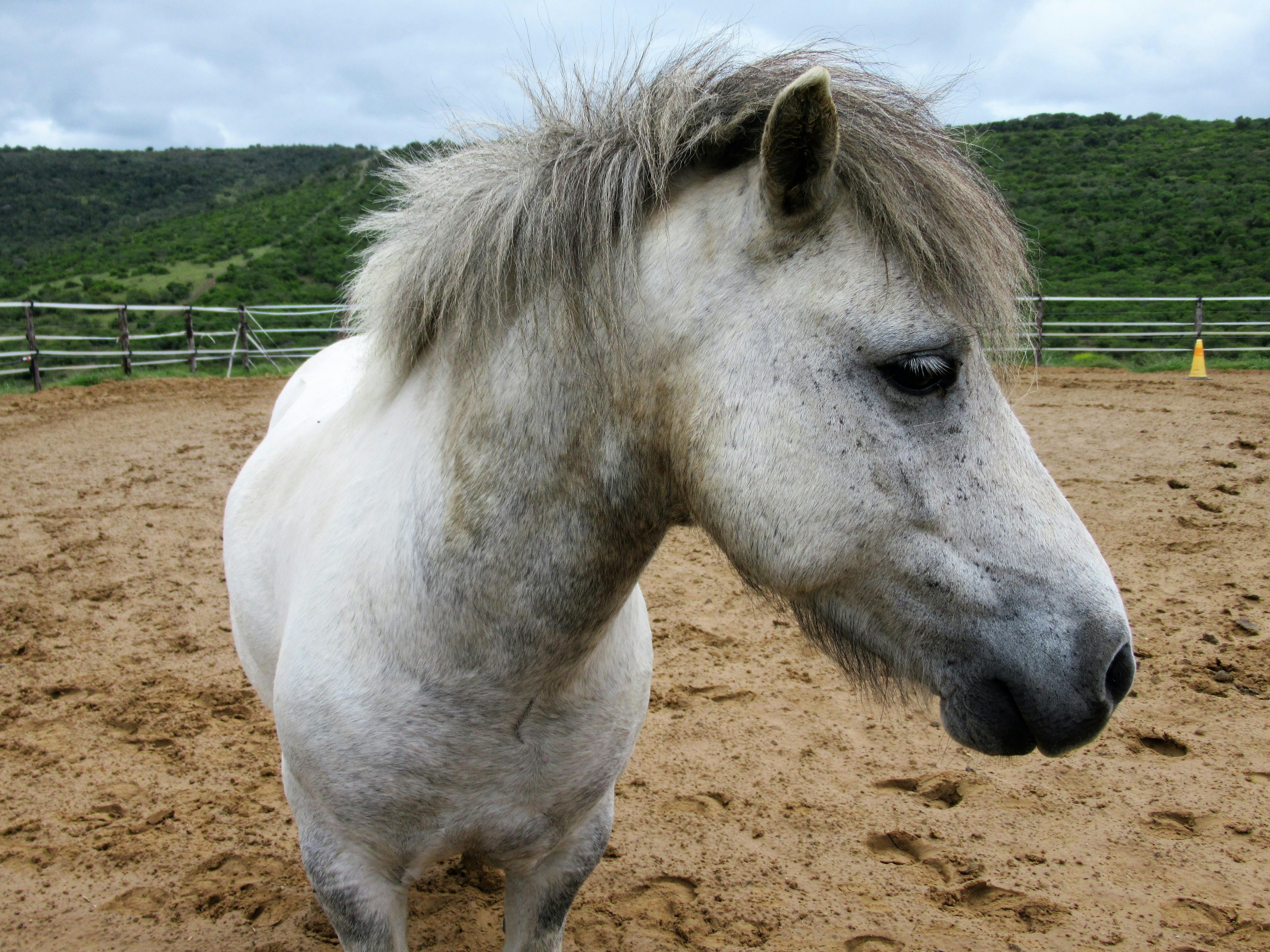 1000+ Beautiful Horse Head Photos · Pexels · Free Stock Photos