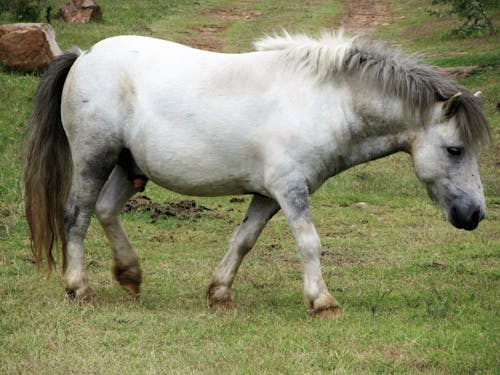 бесплатная Белая и серая лошадь Стоковое фото