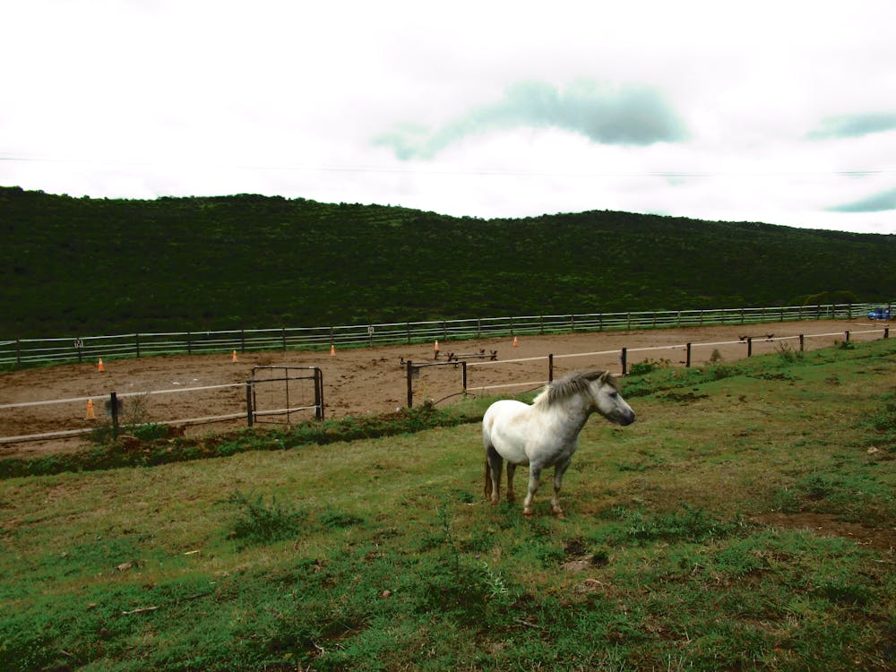 Cavallo Bianco Sul Campo Di Erba Verde Con Recinzione