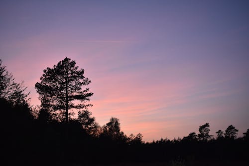 Gratis Immagine gratuita di alba, alberi, cielo Foto a disposizione