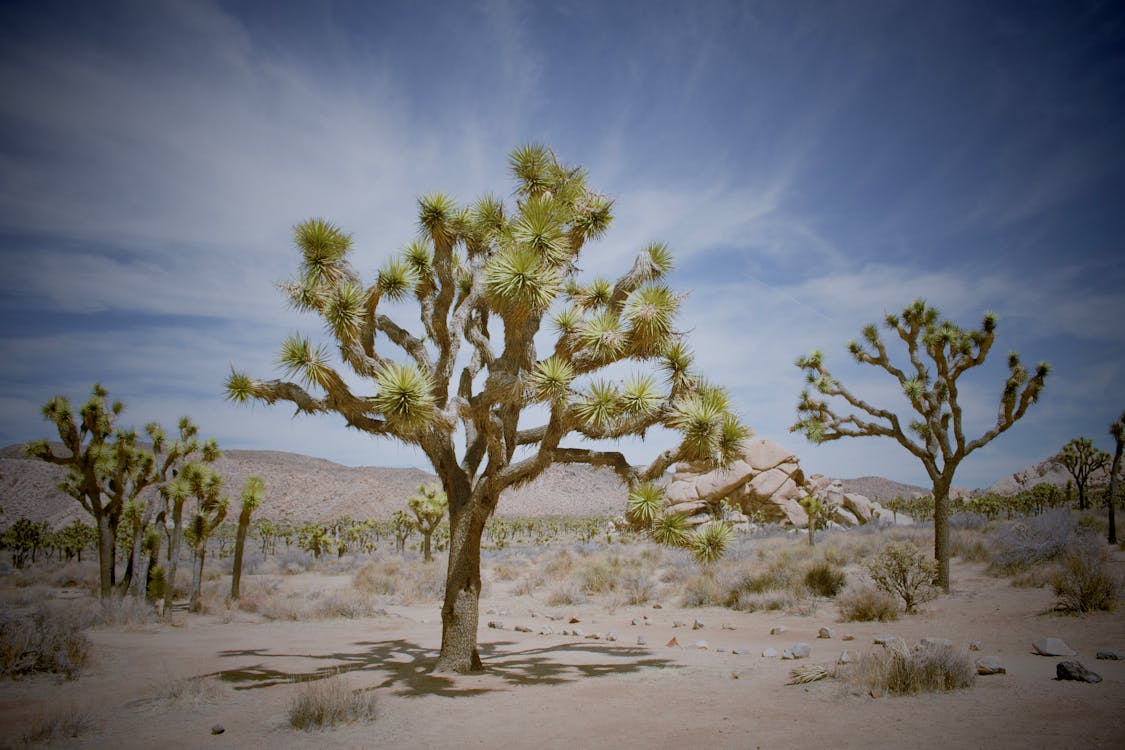 Ảnh lưu trữ miễn phí về @ngoài trời, bầu trời, california