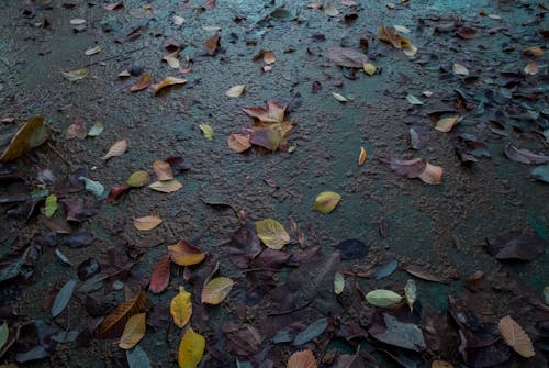 Foto stok gratis daun gugur, hutan suasana musim gugur, iran