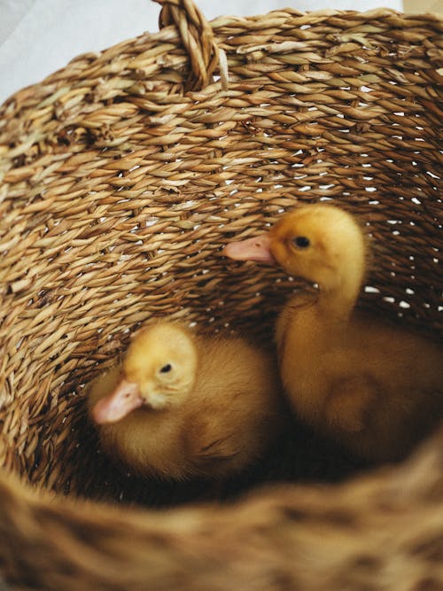 Ducklings in a Basket