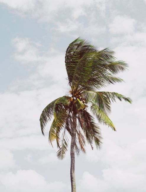 Tall coconut palm tree in Bali, Indonesia with a bright cloudy sky backdrop.