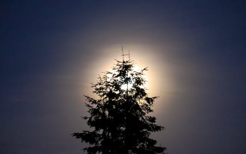 Fotos de stock gratuitas de árbol detrás de la tierra, fondo, fotografía de luna