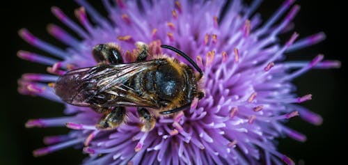 Zwarte En Gele Honingbij Op Paarse Geclusterde Bloem