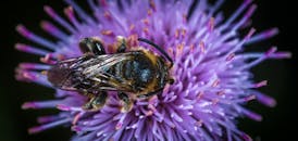 一只蜜蜂在户外的一朵充满活力的紫色花朵上采集花粉的宏观镜头