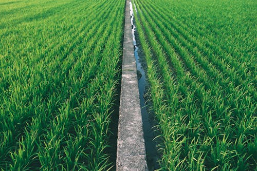 Fotos de stock gratuitas de agricultura, al aire libre, camino asfaltado