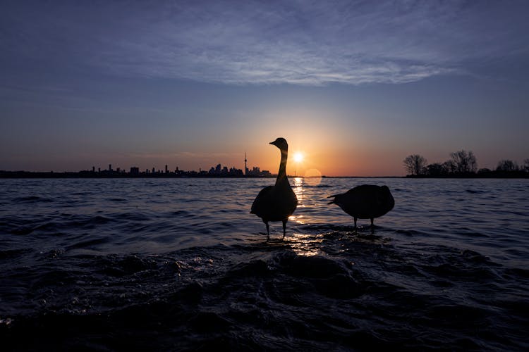 A Silhouette Of Geese On Water