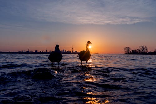 Free Silhouettes of Birds on the Sea Stock Photo
