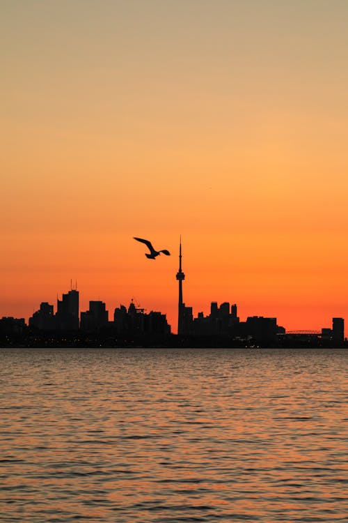 Free A Silhouette of a Bird and City Buildings  Stock Photo