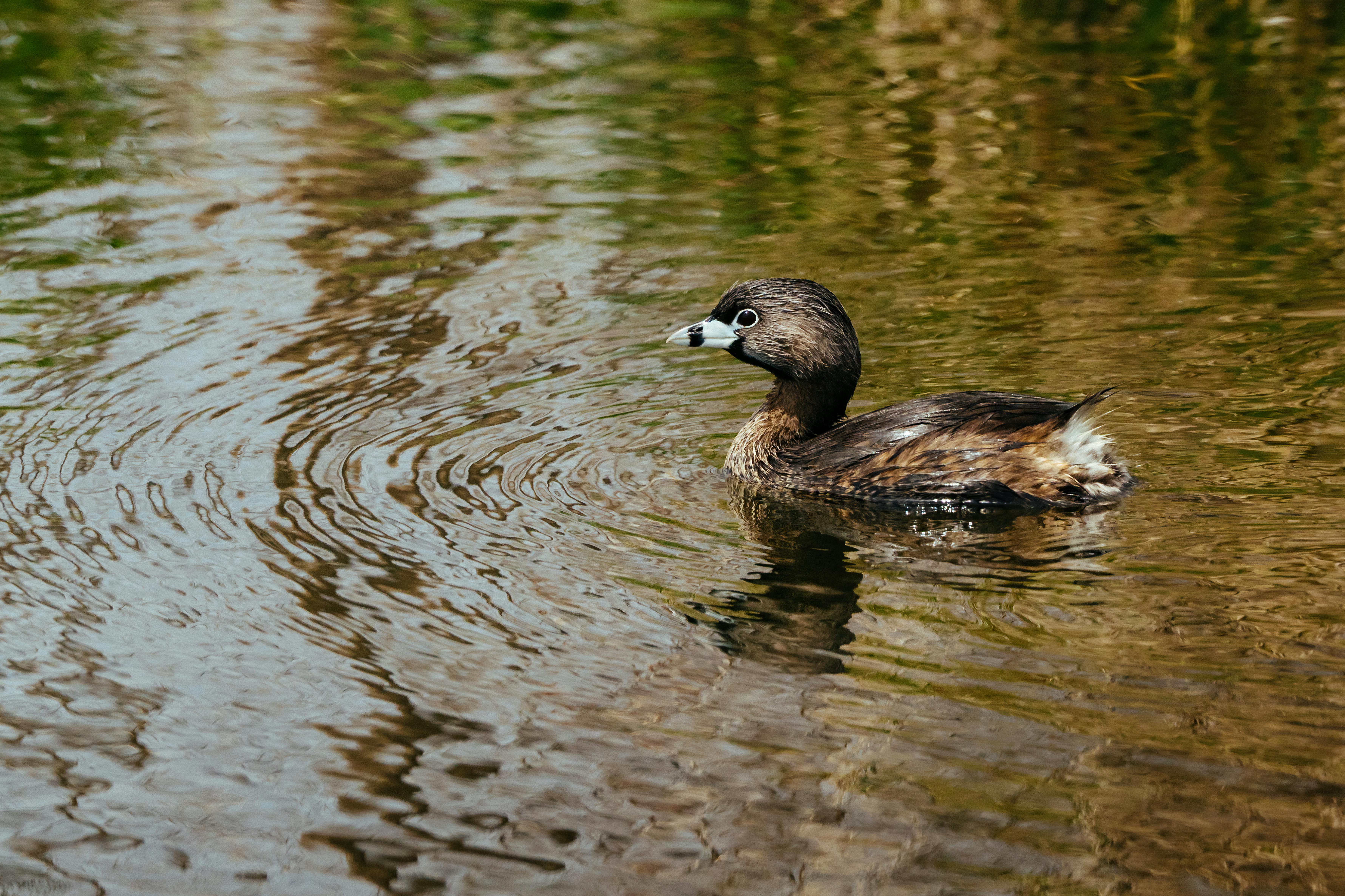 New Pajaro River Watershed Plan targets climate resilience across four counties. — Photo by Tina Nord on Pexels