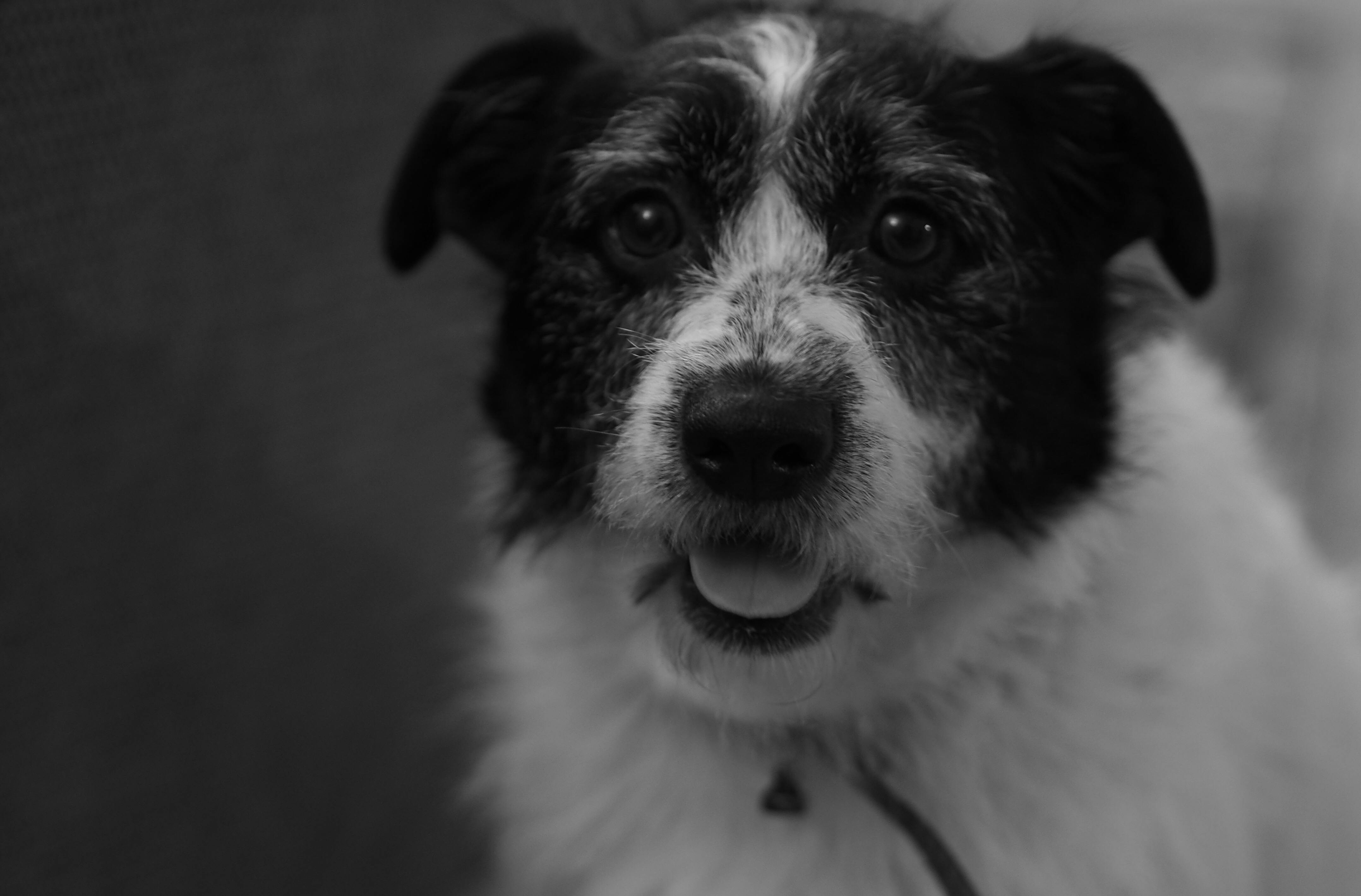 犬 白黒 雑種の無料の写真素材