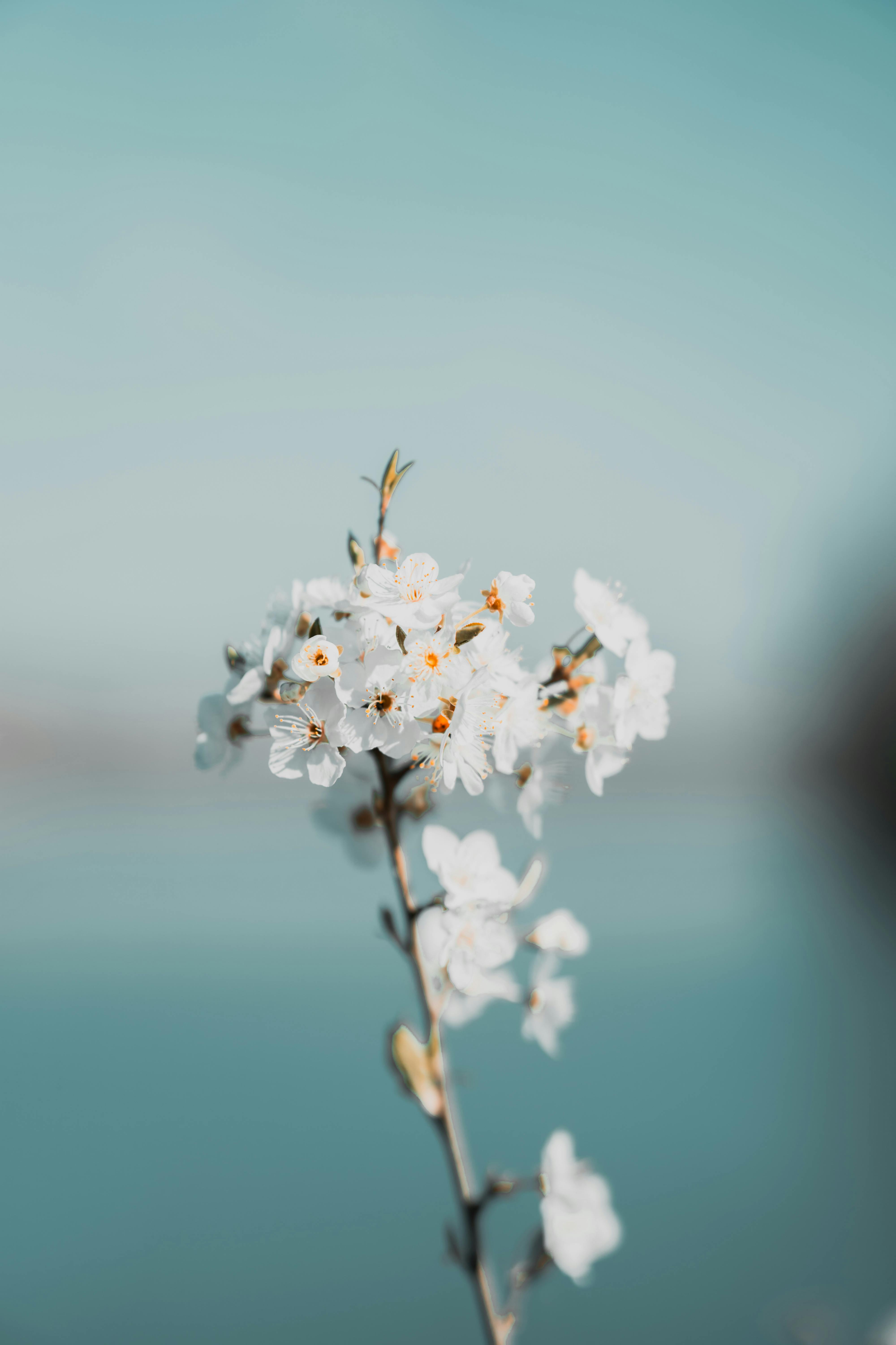 Làm mát mùa hè nắng nóng, những bông hoa trắng nhỏ tinh khôi như một lời hứa ngọt ngào. Hãy để bức ảnh này đem lại giây phút thư giãn cho bạn.