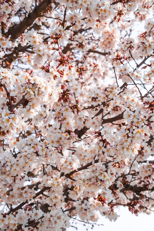 Gratuit Photos gratuites de fleur de cerisier, fleurir, fleurs Photos