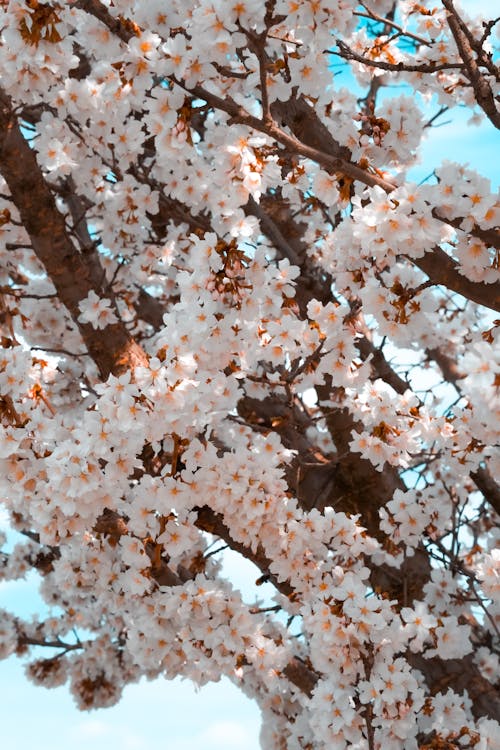 Ingyenes stockfotó cseresznyevirágok, fa, függőleges lövés témában Stockfotó