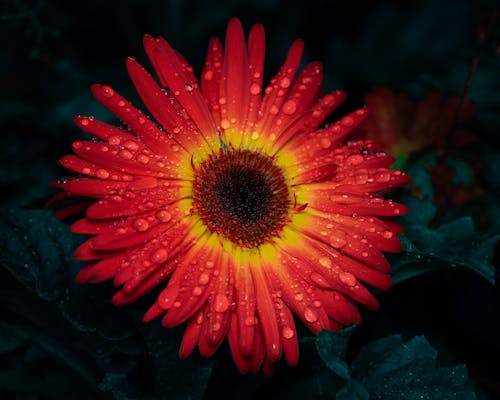 Základová fotografie zdarma na téma barberton daisy, detail, flóra