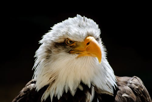 Free A Bald Eagle in Close-Up Photography Stock Photo