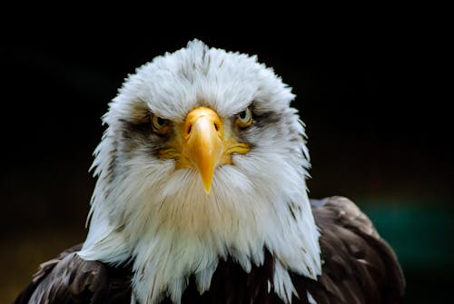 Close-Up Photograph of a Bald Eagle