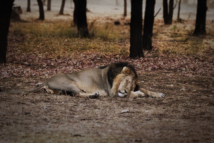 A Sleeping Lion