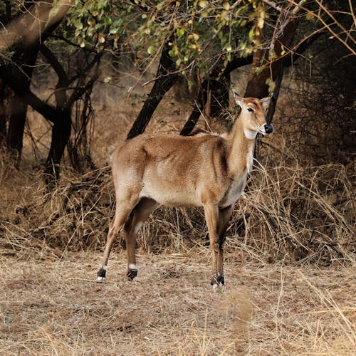 Photograph of a Brown Deer on Dry Grass