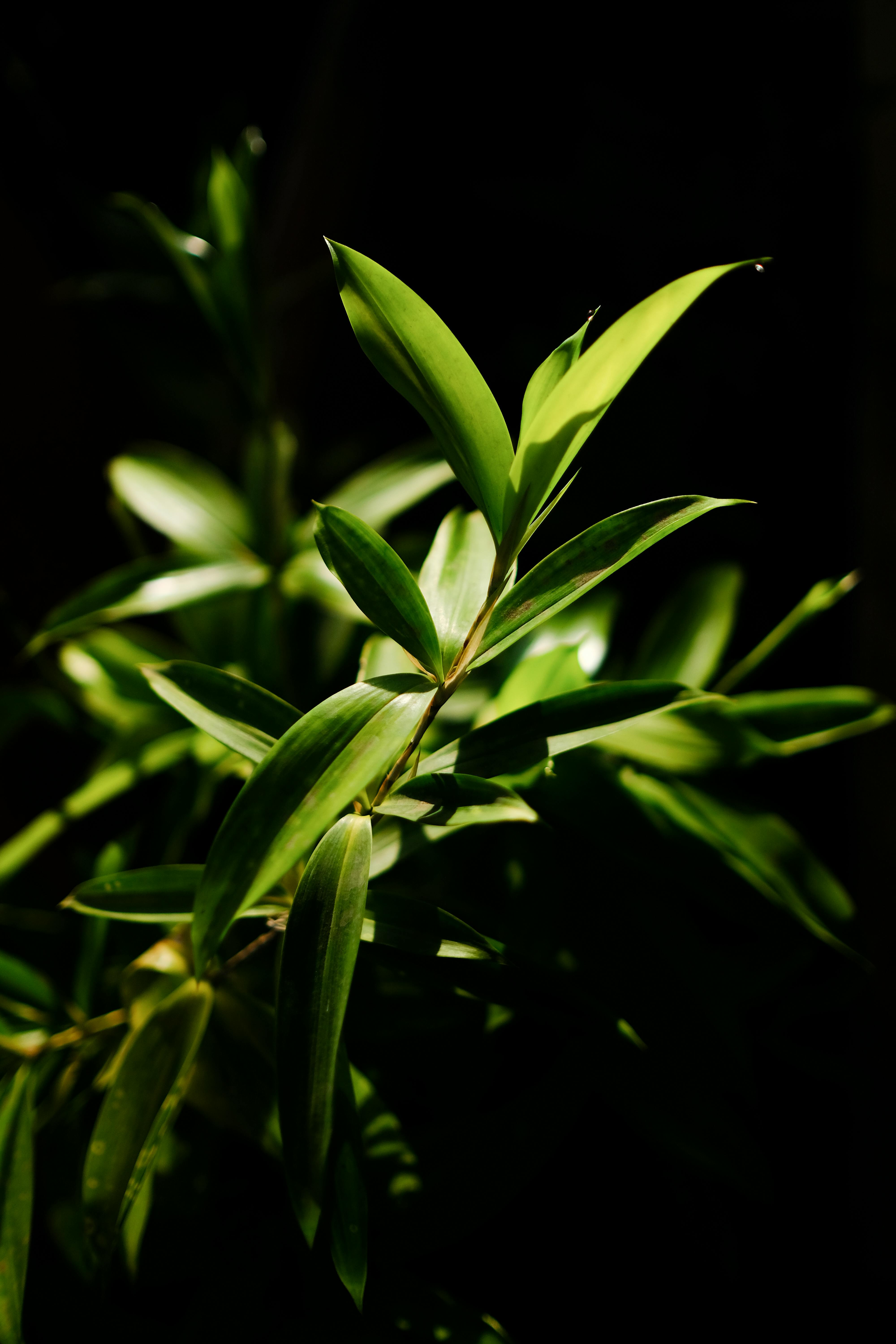 Close-up of sunlit bamboo leaves against a dark background, capturing vibrant green hues.