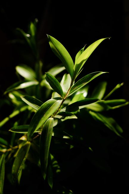 Close-up of sunlit bamboo leaves against a dark background, capturing vibrant green hues.