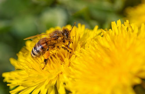 Free Honeybee  Sucking Nectar on Yellow Flower Stock Photo