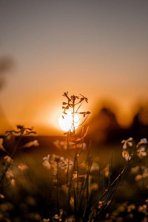 Free Wildflowers silhouetted against a warm sunset glow, showcasing nature's tranquility. Stock Photo