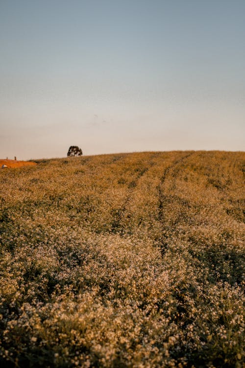 Photo of a Field with Grass and Flowers