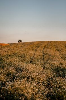 A serene field filled with blooming wildflowers under a setting sun, capturing the essence of nature's beauty.