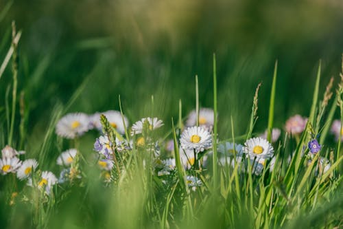 Chamomile Flowers Blooming on Green Grass Field 