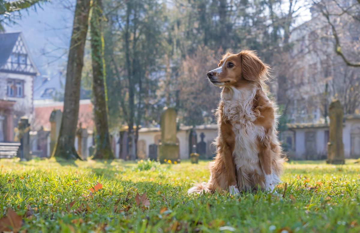 Cocker spaniel sitting on green grass beneath leafy trees