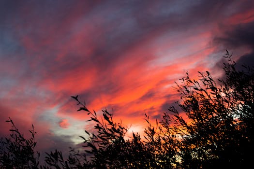 西班牙马拉加的日落令人惊叹，天空明亮，树木呈现剪影